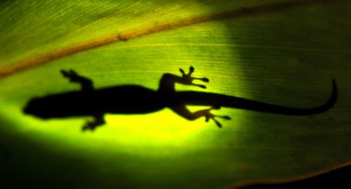 gecko1.jpg