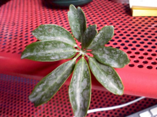 0802091304.jpg