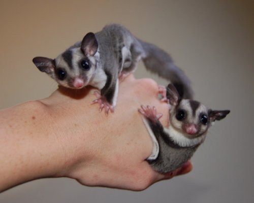 GliderBabies!.jpg
