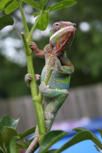 urlich, king of the jungle.jpg