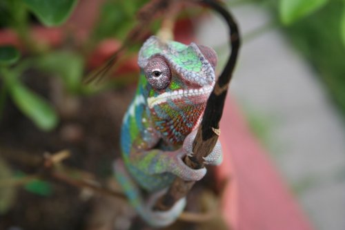 urlich depth of field.jpg