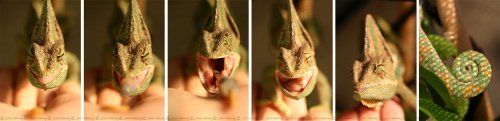 Tongue_Strip.jpg