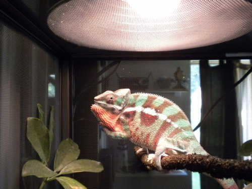 baby Gizmo 015.jpg