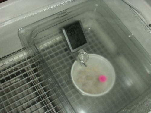 Incubator and Blk Text Cages 016.JPG