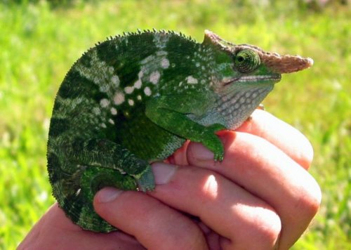 Fischer Chameleon.jpg
