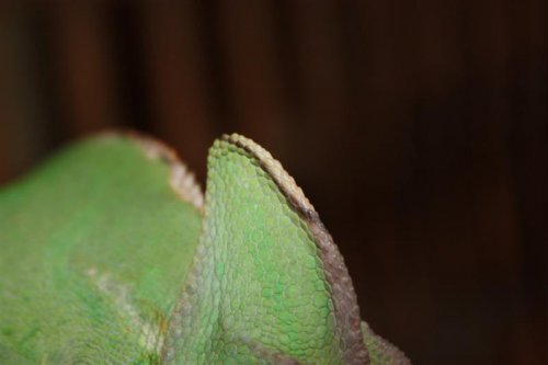 IMG_3501 (Medium).JPG