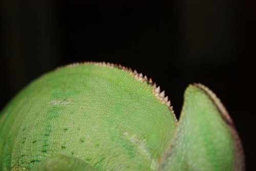 IMG_3502 (Medium).JPG