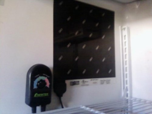 Incubator Thermostat & Heating Pad.jpg
