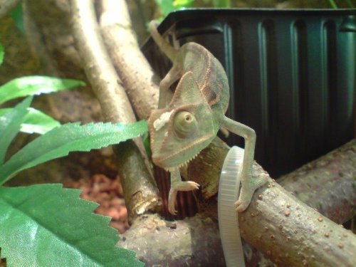 my cham 0008.jpg