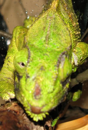 melleri 005.jpg