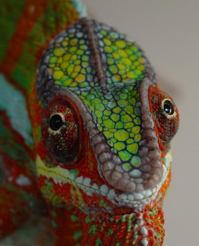 Gimlie2009May (36).jpg