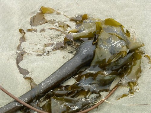 kelp.jpg