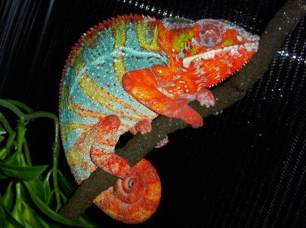 Blue Bar Male-2030.jpg