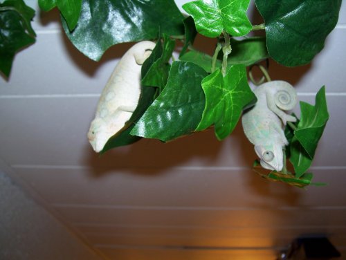 100_4171.jpg