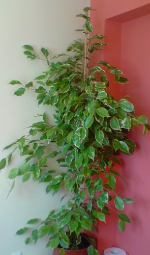 my fiscus plant.jpg
