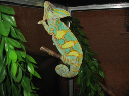 chameleons 001.jpg