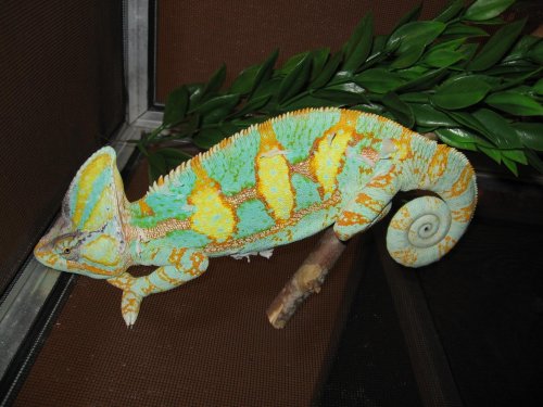 chameleons 002.jpg