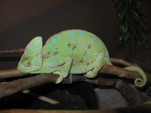 chameleons 004.jpg