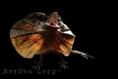 IMG_2150_f_watermarked[2].jpg