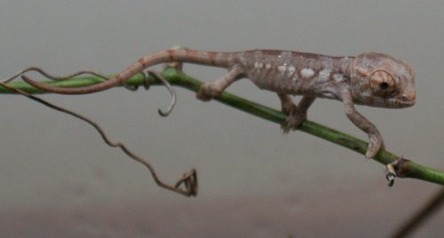 baby cham 012.JPG