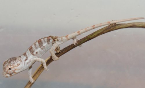 baby cham 004.jpg