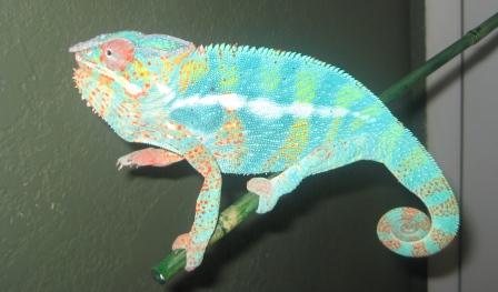 panther72809 009.jpg