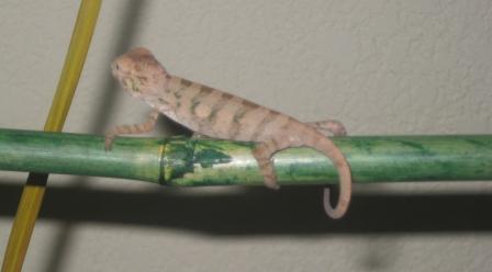 Male818909.jpg