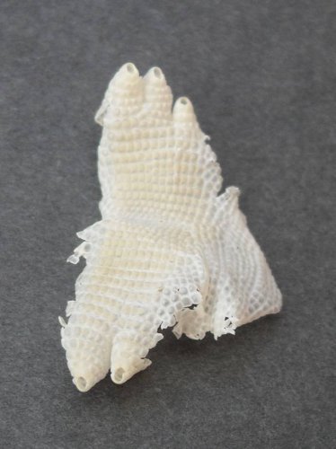 Sock 5c.jpg