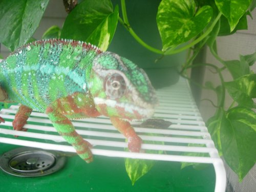 Igor normal color.jpg