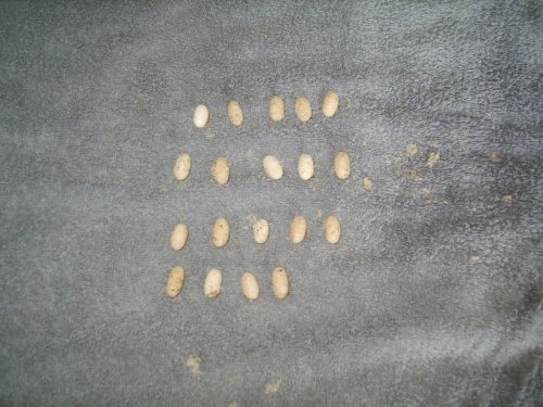 Eggs 005.JPG
