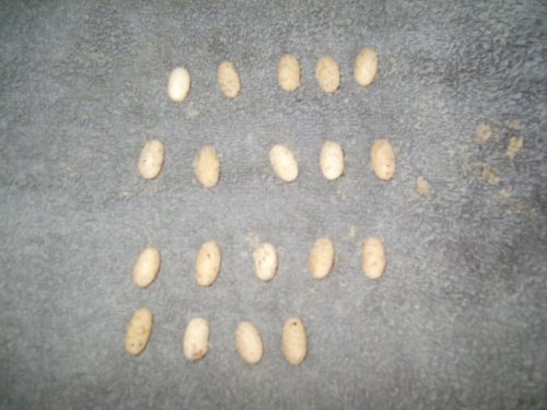 Eggs 006.JPG