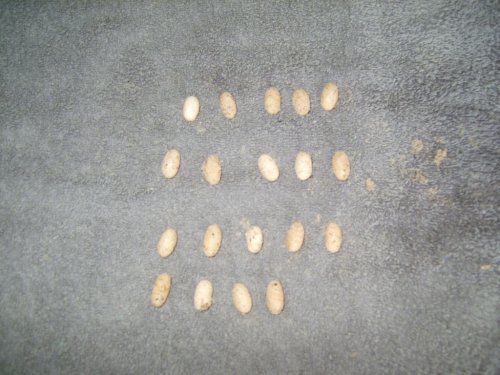 Eggs 007.JPG