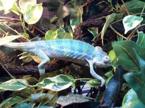 Sonny at 4.2 months.jpg