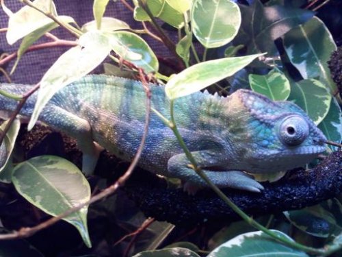 Sonny at 4.2 months 3.jpg