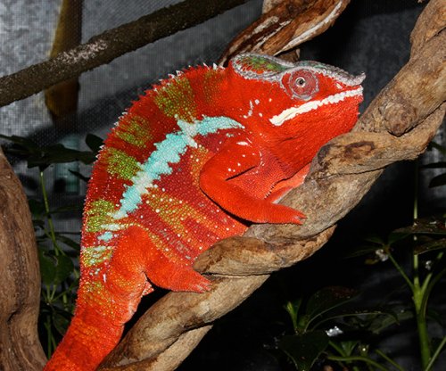 redchameleonsmall.jpg