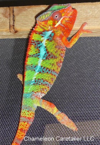 Zippy5.jpg