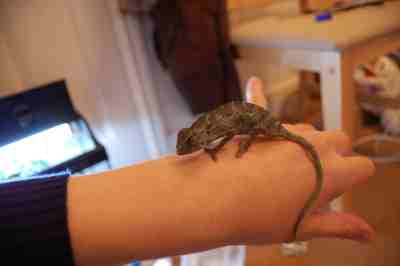 after vet 3 days_001.JPG