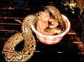 tub snake.jpg