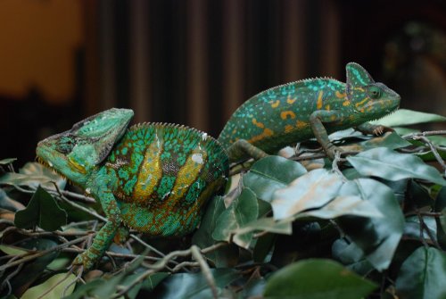 Luie & Camille together 040.jpg