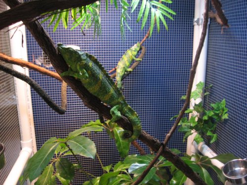 male and female meller.jpg