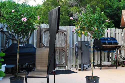 new trees 007.jpg