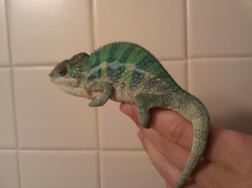 Sonny Size 2.jpg