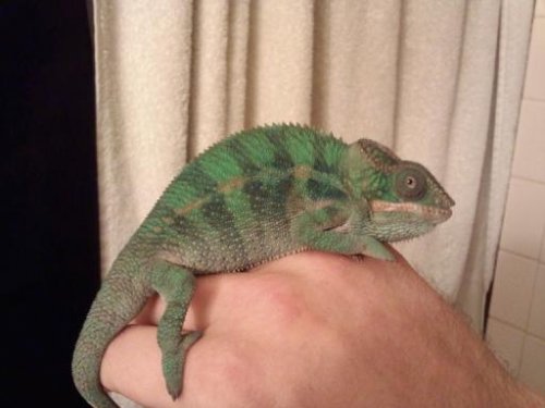 Sonny Size 3.jpg