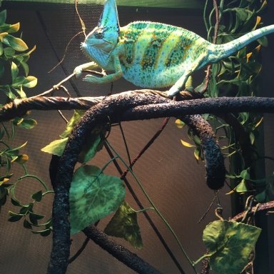 basking bulb for chameleon