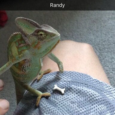 chameleon multivitamin