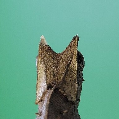 petco reptiles for sale