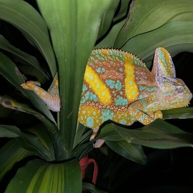 automatic chameleon feeder