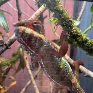 thrive chameleon kit