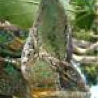 IvorySerpent