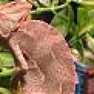 xaphanea